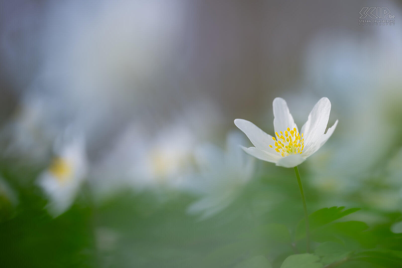 Spring bloomers - Wood anemones in Bertembos  Stefan Cruysberghs